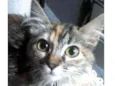 Amora