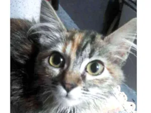 Gato raça SRD idade 2 a 6 meses nome Amora