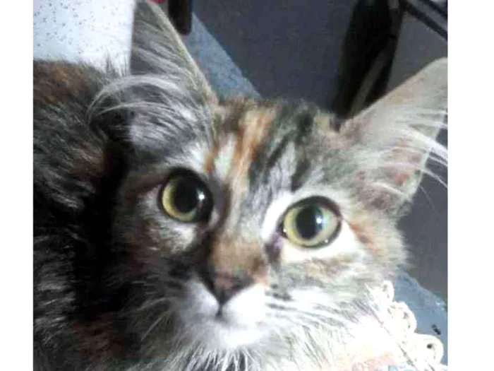 Gato ra a SRD idade 2 a 6 meses nome Amora