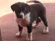 Bettoven