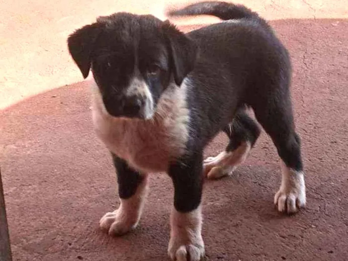 Cachorro ra a Mãe Shaw Shaw  idade Abaixo de 2 meses nome Bettoven