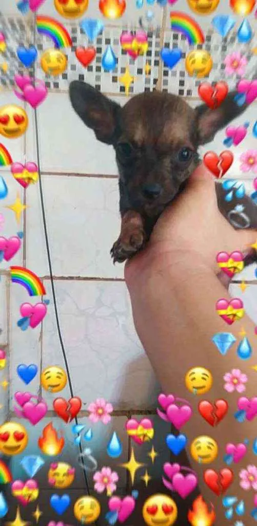 Cachorro ra a vira lata idade 2 a 6 meses nome sem nome