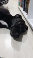 Pretinha