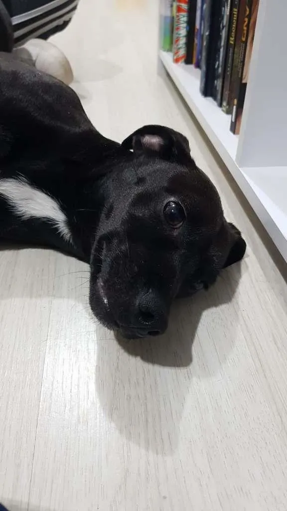 Cachorro ra a SRD-ViraLata idade 1 ano nome Pretinha