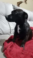 Pretinha