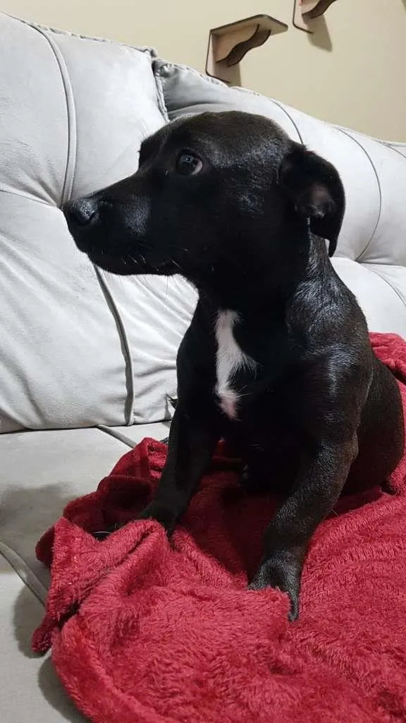 Cachorro ra a SRD-ViraLata idade 1 ano nome Pretinha