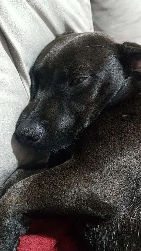 Cachorro ra a SRD-ViraLata idade 1 ano nome Pretinha