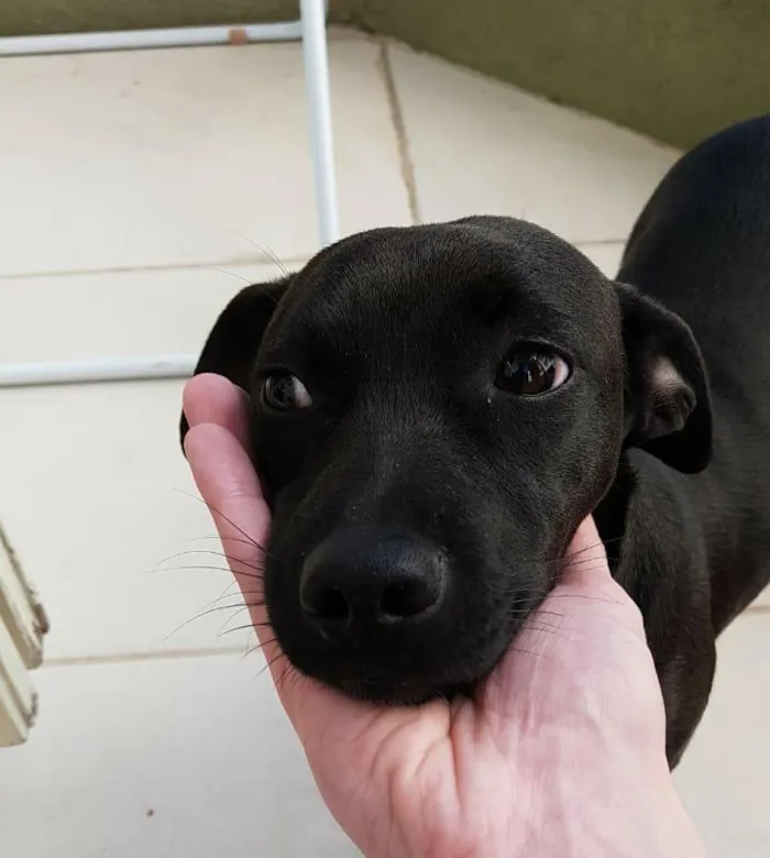 Cachorro ra a SRD-ViraLata idade 1 ano nome Pretinha
