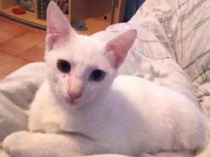 Gato raça SRD idade 2 a 6 meses nome Nuvem