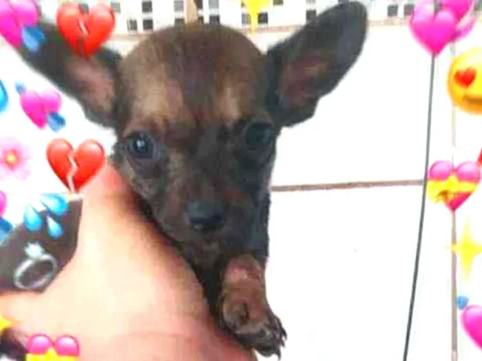 Cachorro ra a vira lata idade 2 a 6 meses nome sem nome