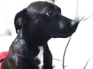 Cachorro raça SRD-ViraLata idade 1 ano nome Pretinha