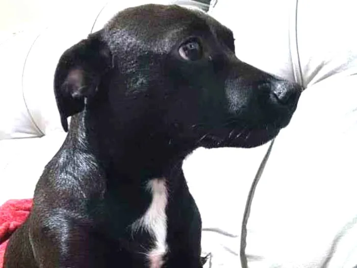 Cachorro ra a SRD-ViraLata idade 1 ano nome Pretinha