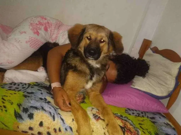 Cachorro ra a Mistura com pastor alemão  idade 7 a 11 meses nome Não sei 