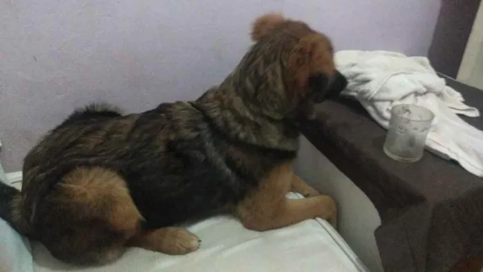 Cachorro ra a Mistura com pastor alemão  idade 7 a 11 meses nome Não sei 