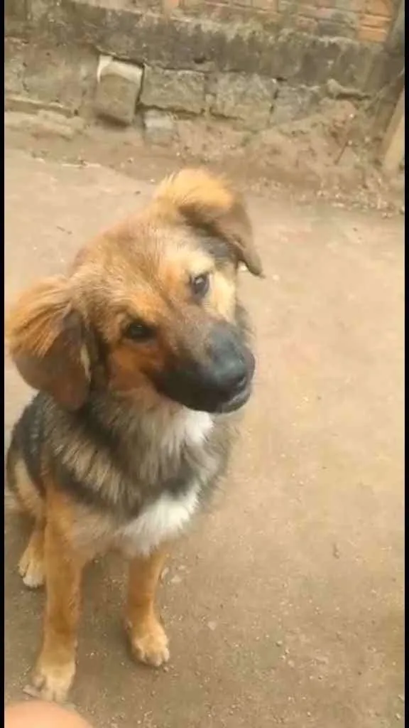 Cachorro ra a Mistura com pastor alemão  idade 7 a 11 meses nome Não sei 