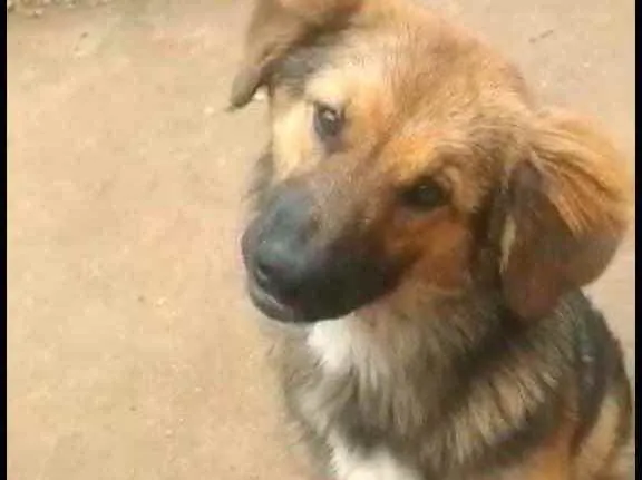 Cachorro ra a Mistura com pastor alemão  idade 7 a 11 meses nome Não sei 
