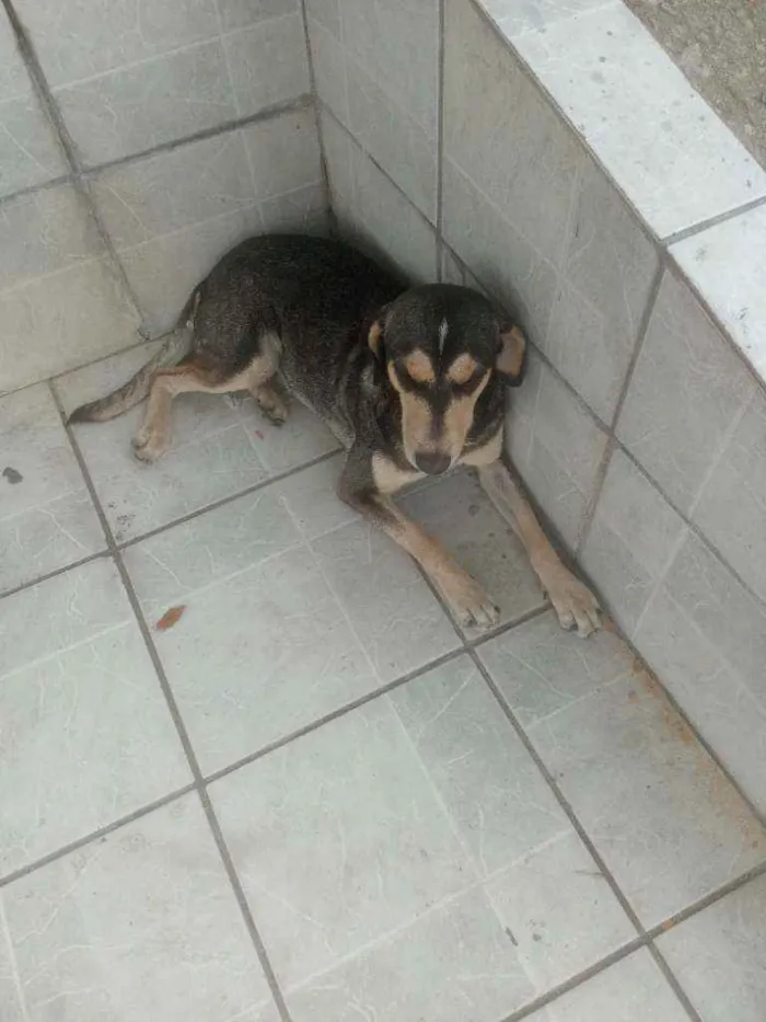 Cachorro ra a Vira kata idade 4 anos nome Xerife