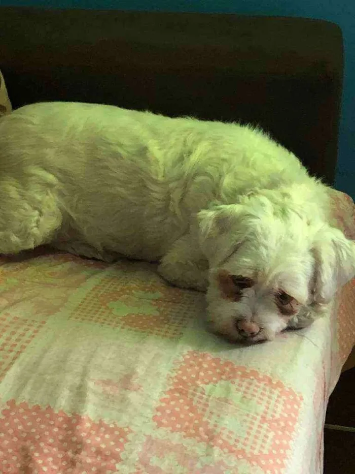 Cachorro raça Ilhasa apso idade 2 anos nome Max