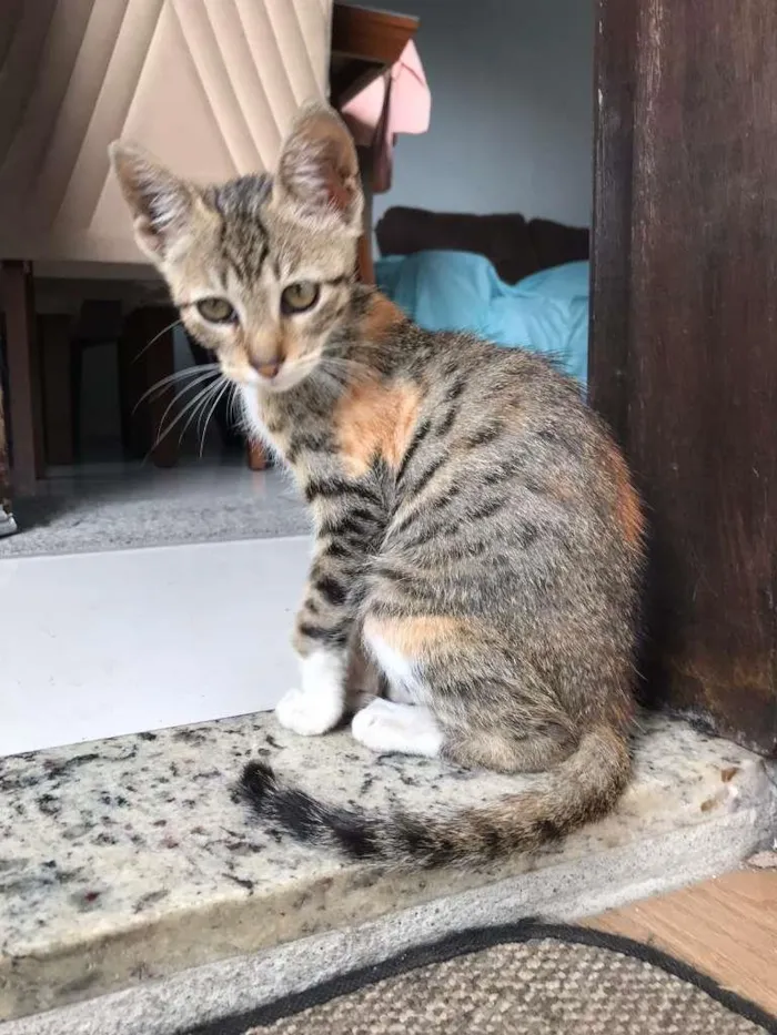 Gato ra a SRD-ViraLata idade 2 a 6 meses nome Selena