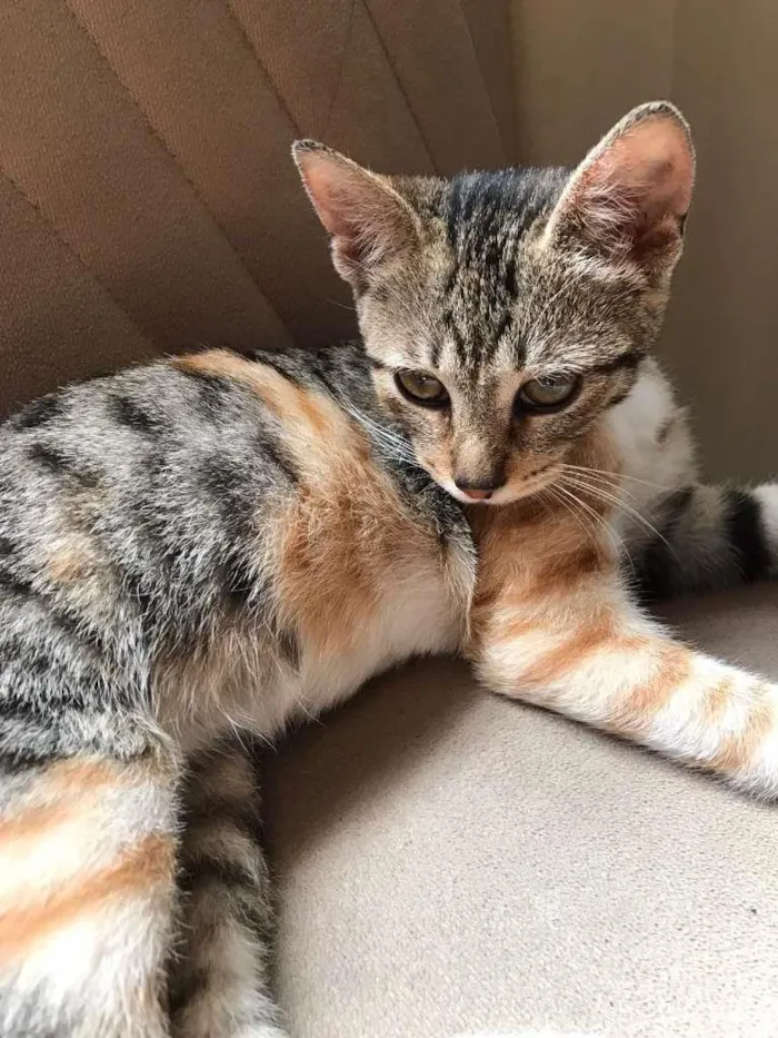 Gato ra a SRD-ViraLata idade 2 a 6 meses nome Selena