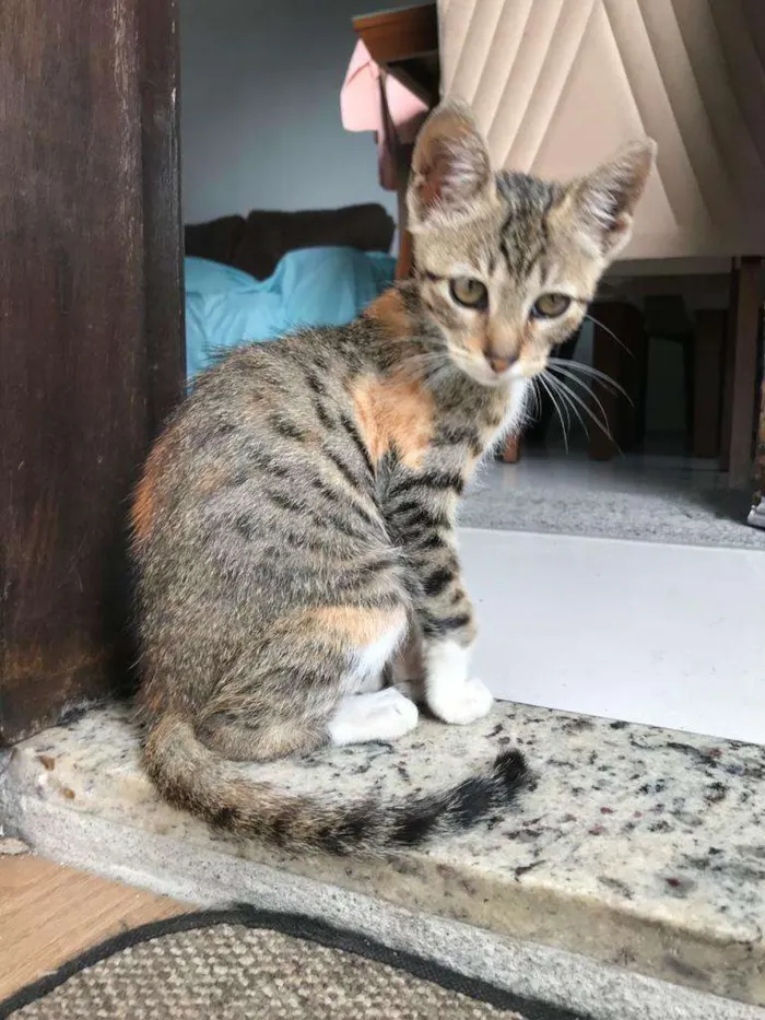 Gato ra a SRD-ViraLata idade 2 a 6 meses nome Selena