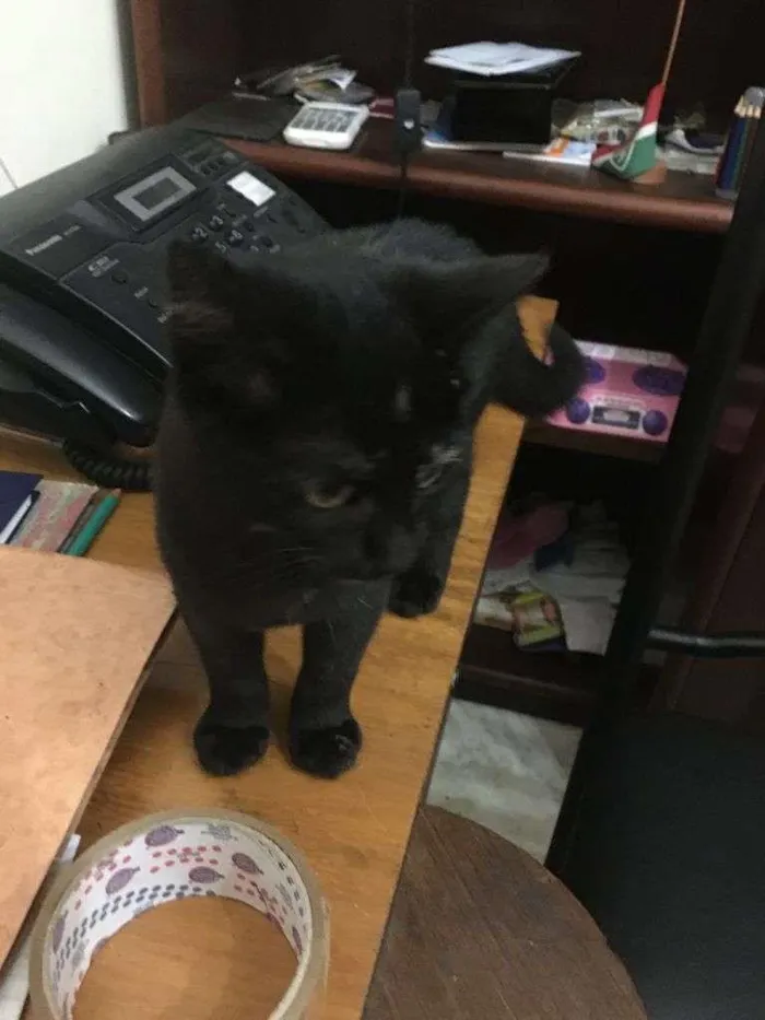 Gato ra a SRD-ViraLata idade 2 a 6 meses nome June