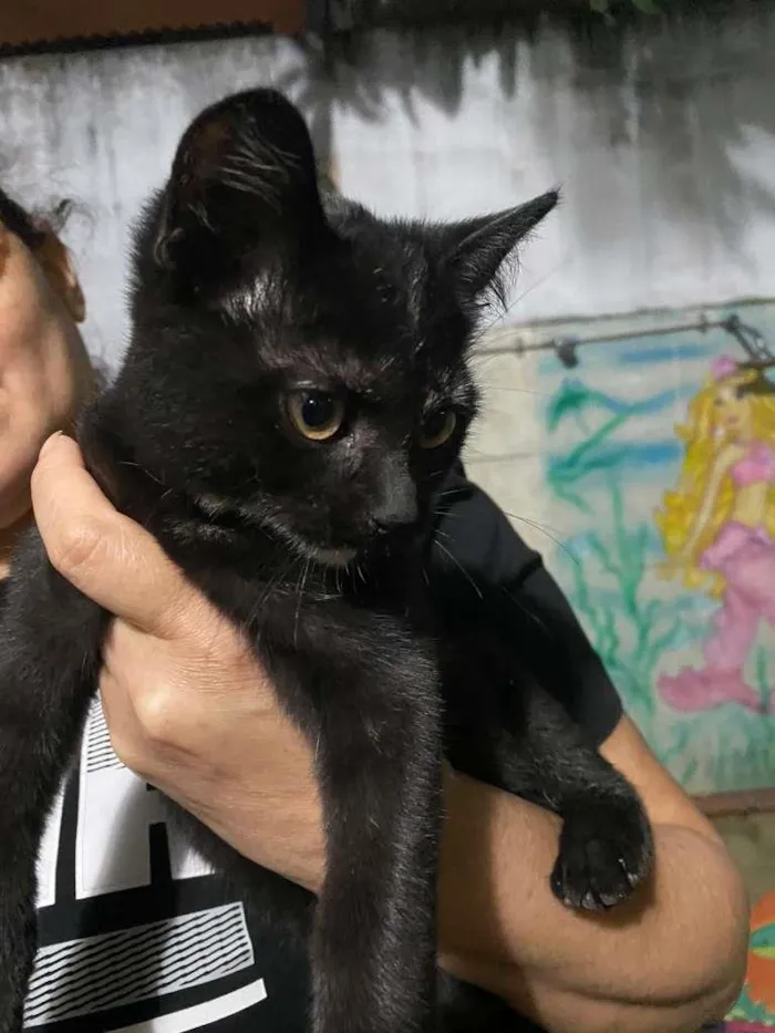 Gato ra a SRD-ViraLata idade 2 a 6 meses nome June