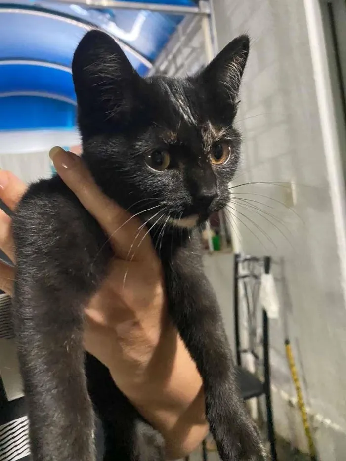 Gato ra a SRD-ViraLata idade 2 a 6 meses nome June