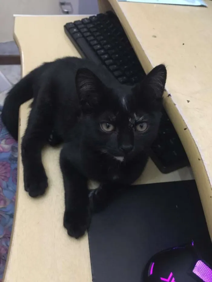 Gato ra a SRD-ViraLata idade 2 a 6 meses nome June