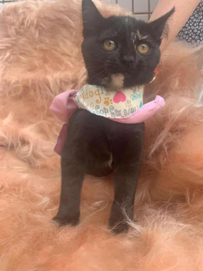Gato ra a SRD-ViraLata idade 2 a 6 meses nome June