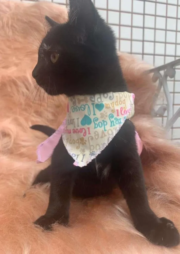 Gato ra a SRD-ViraLata idade 2 a 6 meses nome June