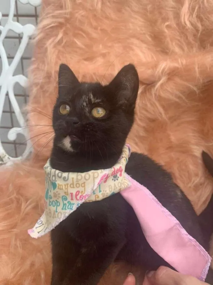 Gato ra a SRD-ViraLata idade 2 a 6 meses nome June