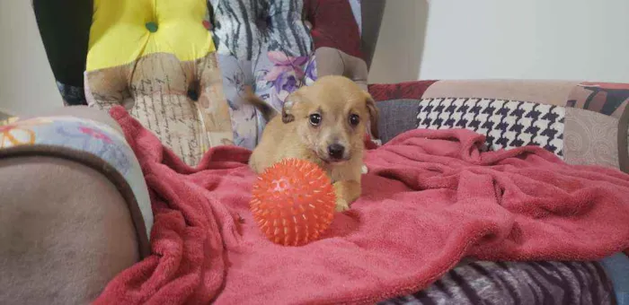 Cachorro raça Srd idade Abaixo de 2 meses nome Tarê 