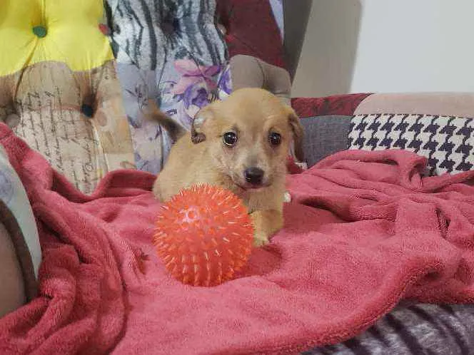Cachorro raça Srd idade Abaixo de 2 meses nome Tarê 