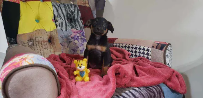 Cachorro raça Srd idade Abaixo de 2 meses nome Shimeji