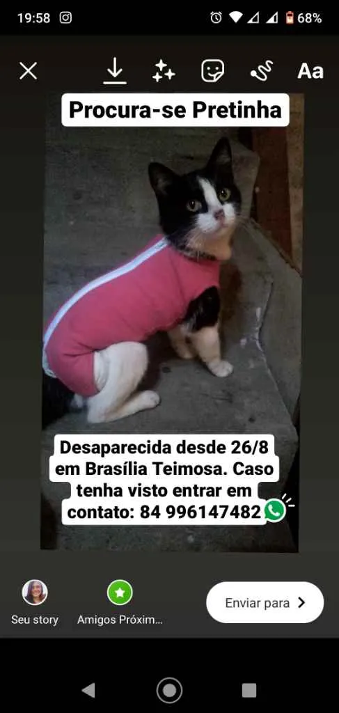 Gato ra a  idade 5 anos nome Pretinha