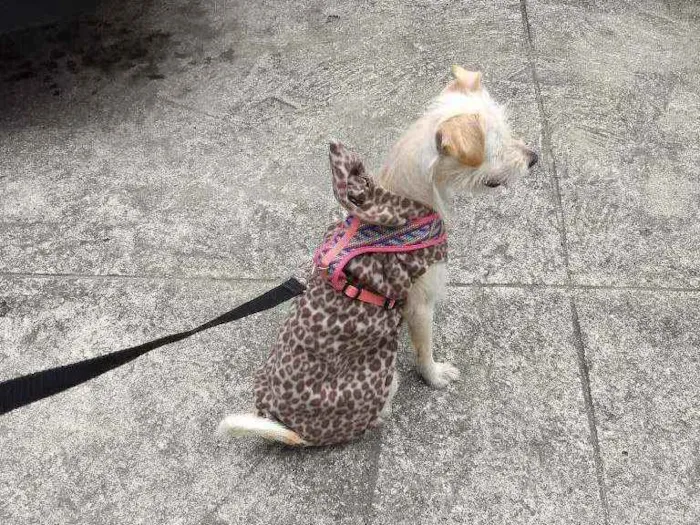 Cachorro ra a SRD idade 2 anos nome Vick