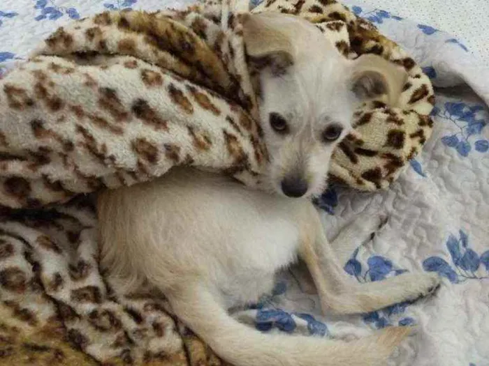 Cachorro ra a SRD idade 2 anos nome Vick