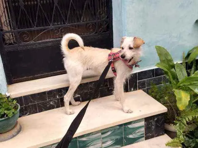 Cachorro ra a SRD idade 2 anos nome Vick