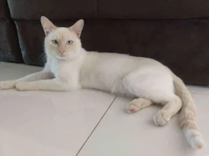 Gato raça  idade 2 a 6 meses nome Joe