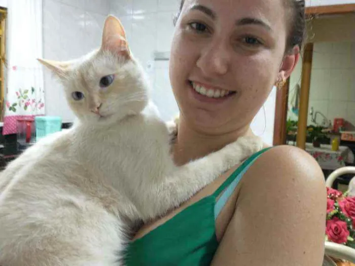 Gato raça  idade 2 a 6 meses nome Joe
