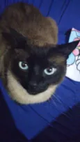 Gato raça Siames idade 1 ano nome Nick