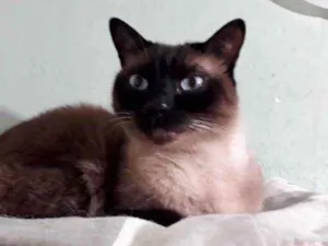 Gato raça Siames idade 1 ano nome Nick
