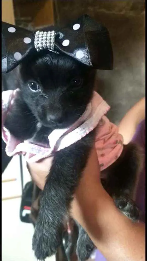 Cachorro ra a Poodle idade Abaixo de 2 meses nome Nanah