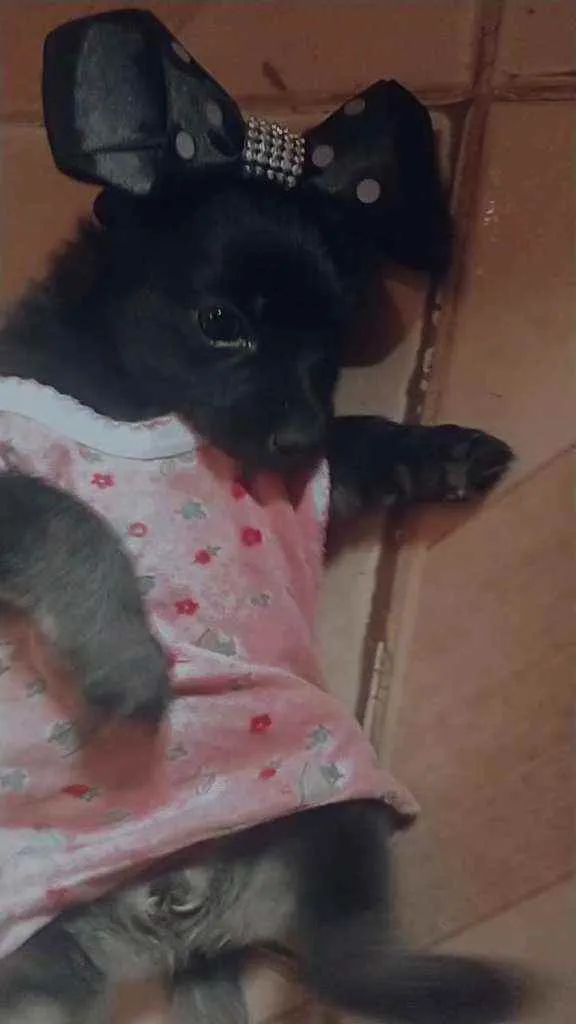 Cachorro ra a Poodle idade Abaixo de 2 meses nome Nanah