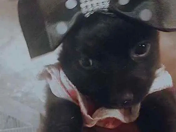 Cachorro ra a Poodle idade Abaixo de 2 meses nome Nanah