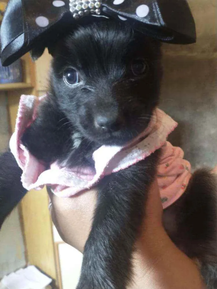 Cachorro ra a Poodle idade Abaixo de 2 meses nome Nanah