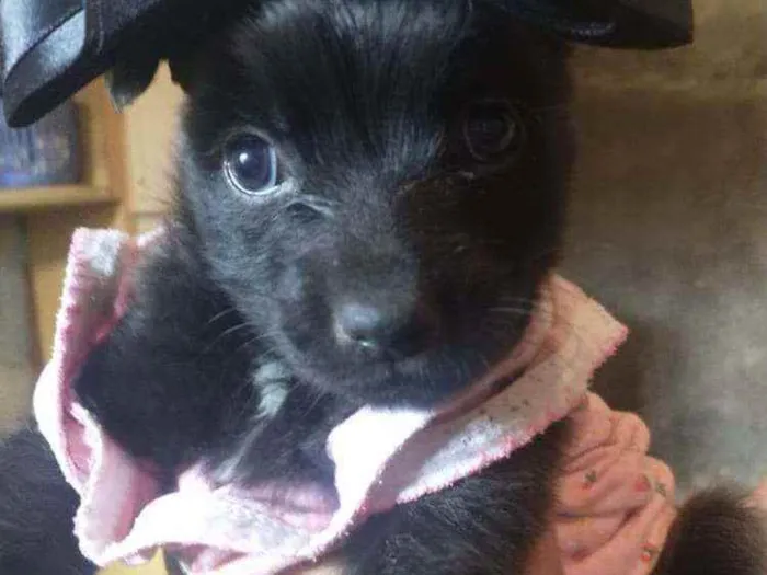 Cachorro ra a Poodle idade Abaixo de 2 meses nome Nanah