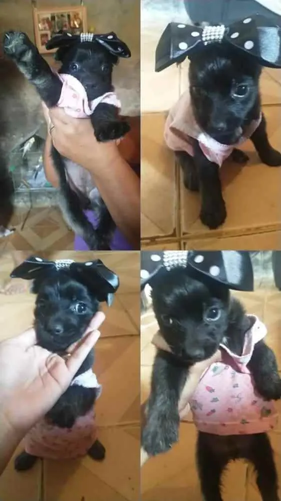 Cachorro ra a Poodle idade Abaixo de 2 meses nome Nanah