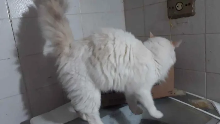 Gato raça Srd idade 7 a 11 meses nome Belinha 